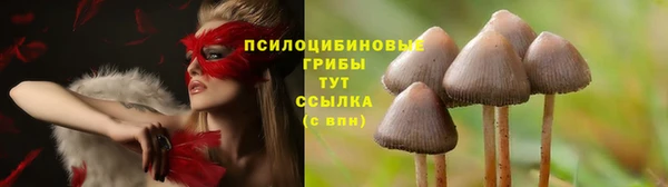 ПСИЛОЦИБИНОВЫЕ ГРИБЫ Гусиноозёрск